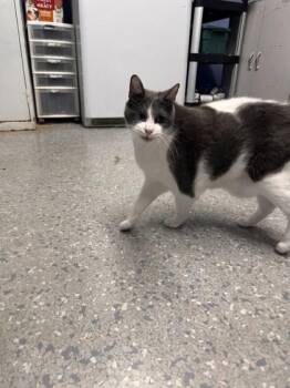 Ozey -  Domestic Short Hair Cat for Adoption in Roseville, California - Ozey | PetCurious