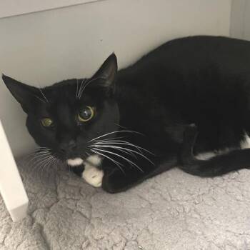 Rescue Domestic Short Hair Cats for Adoption in Los Angeles, California - Laria | PetCurious