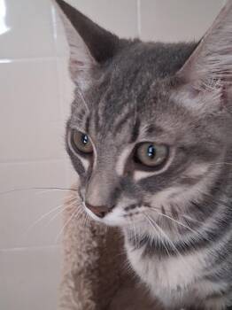 Gus -  Domestic Medium Hair Cat for Adoption in Oviedo, Florida - Gus | PetCurious
