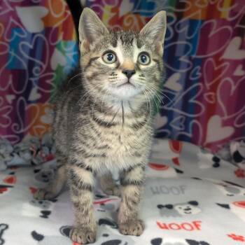 Oberyn -  Domestic Short Hair Cat Available for Adoption - Oberyn | PetCurious