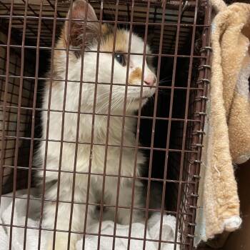 Domestic Medium Hair Cats Available for Adoption in Austin, Texas - Hula Dancer | PetCurious