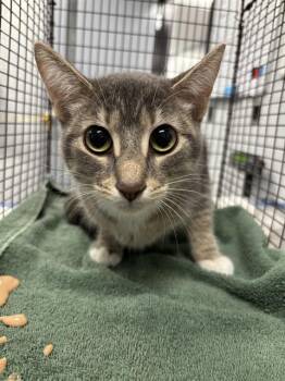 LITTLE MISS -  Domestic Short Hair Cat for Adoption in Kalamazoo, Michigan - LITTLE MISS | PetCurious