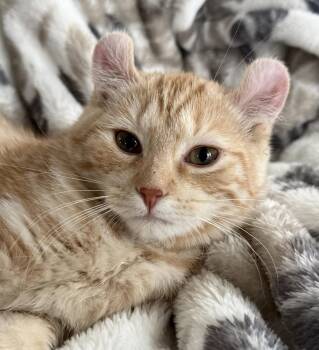 American Curl Cats Available for Adoption - ARIELLA | PetCurious