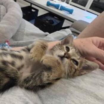 Fennel -  Domestic Short Hair Cat for Adoption in Gainesville, Florida - Fennel | PetCurious