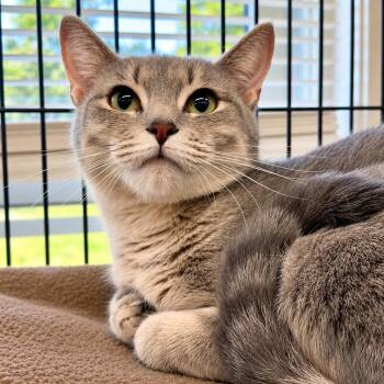 Cafe -  Domestic Short Hair Cat for Adoption in Winchendon, Massachusetts - Cafe | PetCurious