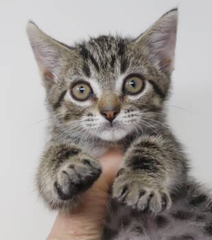 Tairn - teeny tiny sweetness -  Bengal and Tabby Cat for Adoption in Bedford Hills, New York - Tairn - Teeny Tiny Sweetness | PetCurious