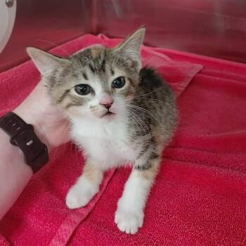 ORCHID -  Domestic Short Hair Cat for Adoption - ORCHID | PetCurious