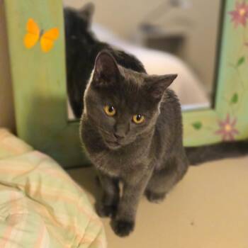 Rescue Domestic Short Hair Cats for Adoption in Morrison, Colorado - Louise Basala | PetCurious
