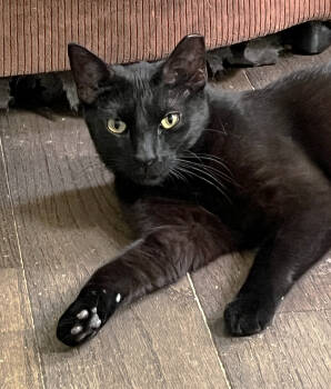 Rescue Domestic Short Hair Cats for Adoption in Philadelphia, Pennsylvania - Mica & Milo Delancey | PetCurious