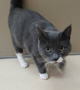 Rescue Domestic Short Hair Cats for Adoption in Pocatello, Idaho - Diego 45505 | PetCurious