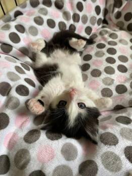 Domestic Short Hair Cats Available for Adoption in Seattle, Washington - Donovan | PetCurious