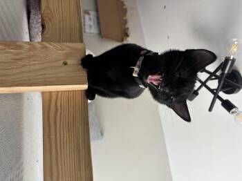 Domestic Short Hair Cats Available for Adoption in Lemont, Illinois - Rain | PetCurious