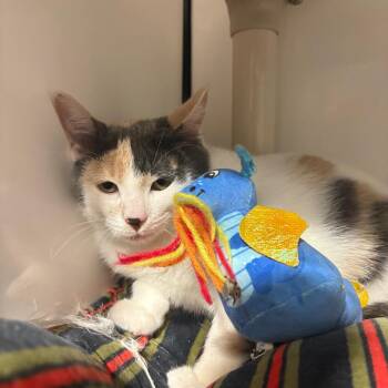 Rain -  Domestic Short Hair Cat for Adoption in Puslinch, Ontario - Rain | PetCurious