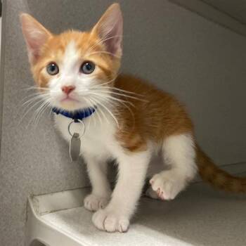 KELSO -  Domestic Short Hair Cat for Adoption in Aurora, Colorado - KELSO | PetCurious