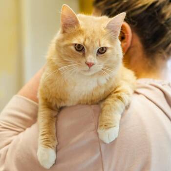 Columbo-C -  Domestic Long Hair Cat for Adoption in East St. Louis, Illinois - Columbo-C | PetCurious