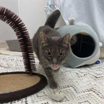 Cricket -  Domestic Short Hair Cat for Adoption in Bedford, New Hampshire - Cricket | PetCurious