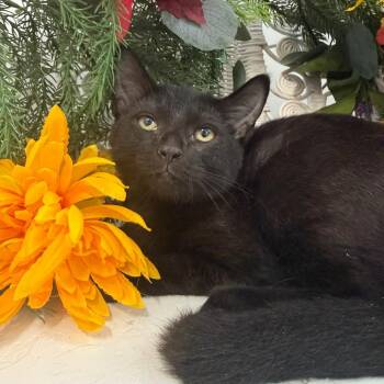 Sharknado Ridge 56570 -  Domestic Short Hair Cat for Adoption in Eaton Rapids, Michigan - Sharknado Ridge 56570 | PetCurious