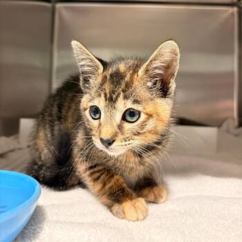 Domestic Short Hair Cats Available for Adoption in Tampa, Florida - Alani | PetCurious