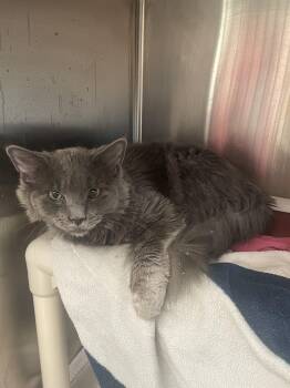 Rescue Domestic Medium Hair Cats for Adoption in Derwood, Maryland - Wolf | PetCurious