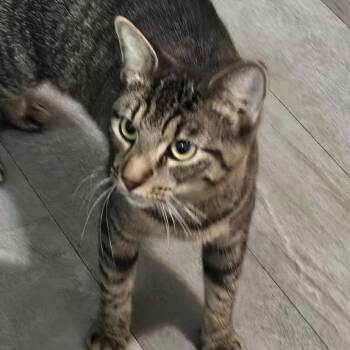 MAYO (in New Jersey) bonded with Ketchup -  Abyssinian Cat for Adoption in New York, New York - MAYO (in New Jersey) Bonded With Ketchup | PetCurious