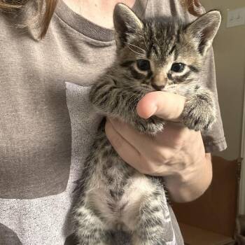 Domestic Short Hair Cats Available for Adoption in Austin, Texas - Inky Luck 3 | PetCurious
