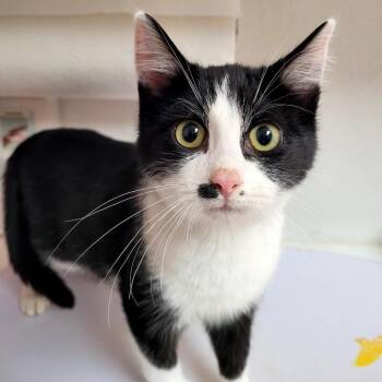 Domestic Medium Hair Cats Available for Adoption - Billy | PetCurious
