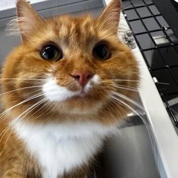 Tabby Cats Available for Adoption - Tinker - Super Cute | PetCurious