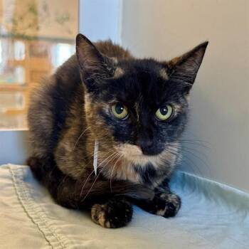 MELLI -  Domestic Short Hair Cat for Adoption in Riverside, California - MELLI | PetCurious