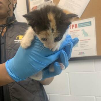Tetra -  Domestic Short Hair Cat for Adoption in West Palm Beach, Florida - Tetra | PetCurious