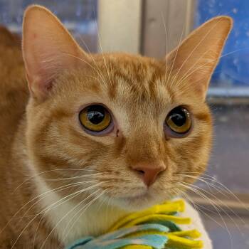 Domestic Short Hair Cats Available for Adoption - Gingerina | PetCurious