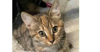 Rescue Tabby and Domestic Short Hair Cats for Adoption in Greensboro, North Carolina - Emma | PetCurious