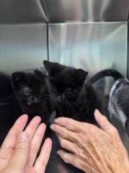 Rescue Domestic Short Hair Cats for Adoption in Warren, Ohio - Kittens: Patches, Elvis & Priscilla | PetCurious