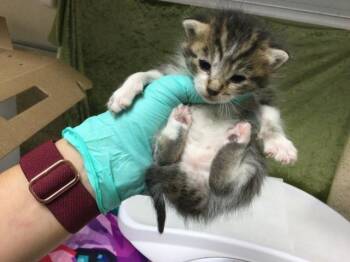 Domestic Short Hair Cats Available for Adoption in Riverside, California - PETUNIA | PetCurious