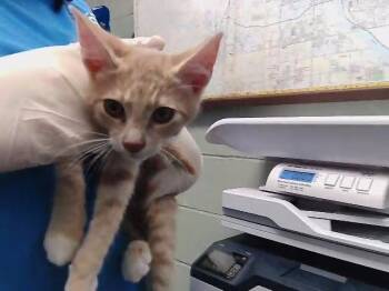 PHINEAS -  Domestic Short Hair Cat for Adoption in Tulsa, Oklahoma - PHINEAS | PetCurious