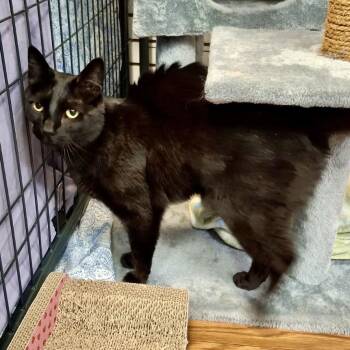 Domestic Short Hair Cats Available for Adoption in Saratoga Springs, New York - Matthew | PetCurious