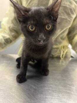 SASHA KNOWLES -  Domestic Short Hair Cat for Adoption in Las Vegas, Nevada - SASHA KNOWLES | PetCurious