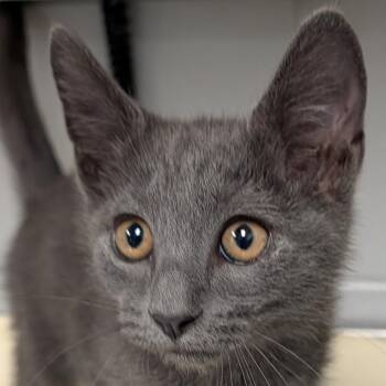 Motor Mouth -  Domestic Short Hair Cat for Adoption in Greenville, South Carolina - Motor Mouth | PetCurious