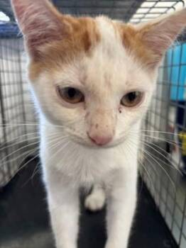 Tyler -  Domestic Short Hair Cat for Adoption in Port Allen, Louisiana - Tyler | PetCurious