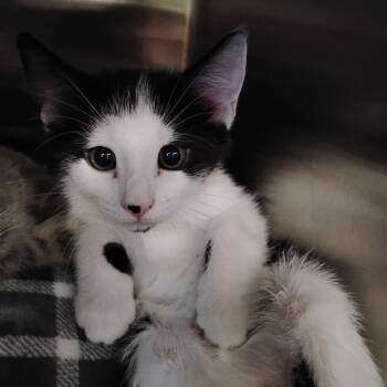 Belgian Waffle Bill -  Domestic Short Hair Cat for Adoption - Belgian Waffle Bill | PetCurious