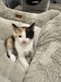 Rescue Domestic Short Hair Cats for Adoption in Broomall, Pennsylvania - Half Baked | PetCurious