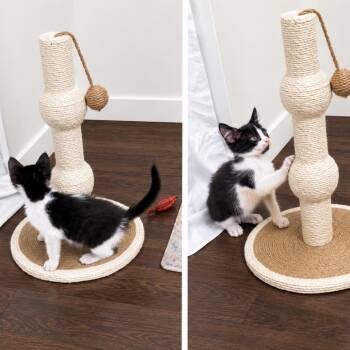 Whisperr -  Domestic Short Hair Cat for Adoption in Philadelphia, Pennsylvania - Whisperr | PetCurious