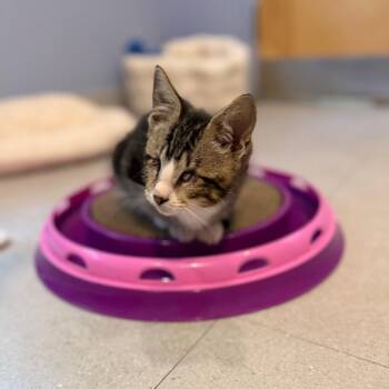 Magoo -  Domestic Short Hair Cat for Adoption in Oyster Bay, New York - Magoo | PetCurious