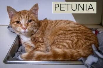 Tabby Cats Available for Adoption - Petunia (FCID# 02/05/2026 - 50 Trainer) | PetCurious