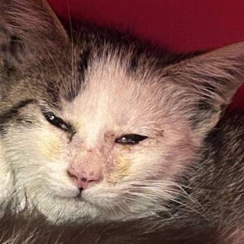 Creek -  Domestic Short Hair Cat for Adoption in Salt Lake City, Utah - Creek | PetCurious
