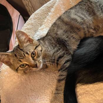 Domestic Short Hair Cats Available for Adoption in Toronto, Ontario - Jamie | PetCurious