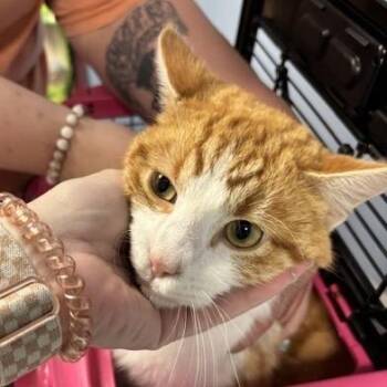 Domestic Short Hair Cats Available for Adoption in Saint Joseph, Missouri - Geek | PetCurious