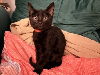 Boo -  Domestic Short Hair Cat for Adoption in St. Cloud, Florida - Boo | PetCurious