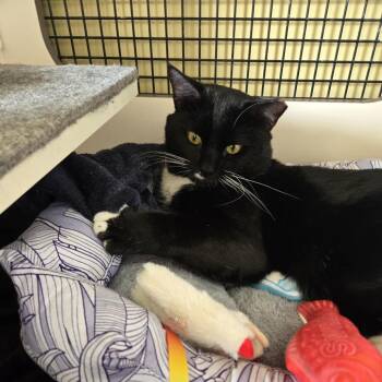 Domestic Short Hair Cats Available for Adoption - Sly | PetCurious