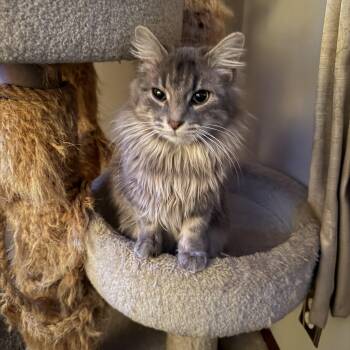 Cheeto -  Domestic Medium Hair Cat for Adoption in Avonmore, Pennsylvania - Cheeto | PetCurious