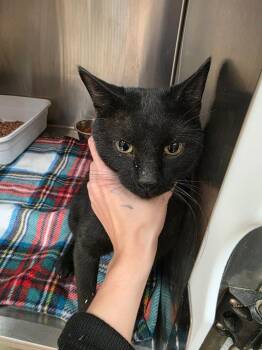 Abyss -  Domestic Short Hair Cat for Adoption in Carthage, Missouri - Abyss | PetCurious